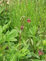 (17) Water Avens